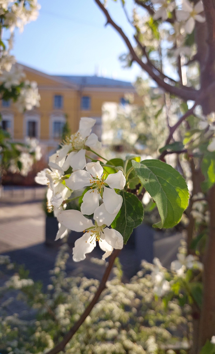 Онли уайт