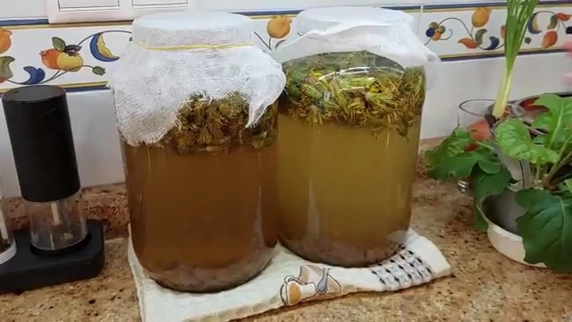Готовим полезный квас из одуванчиков. Делюсь своим рецептом