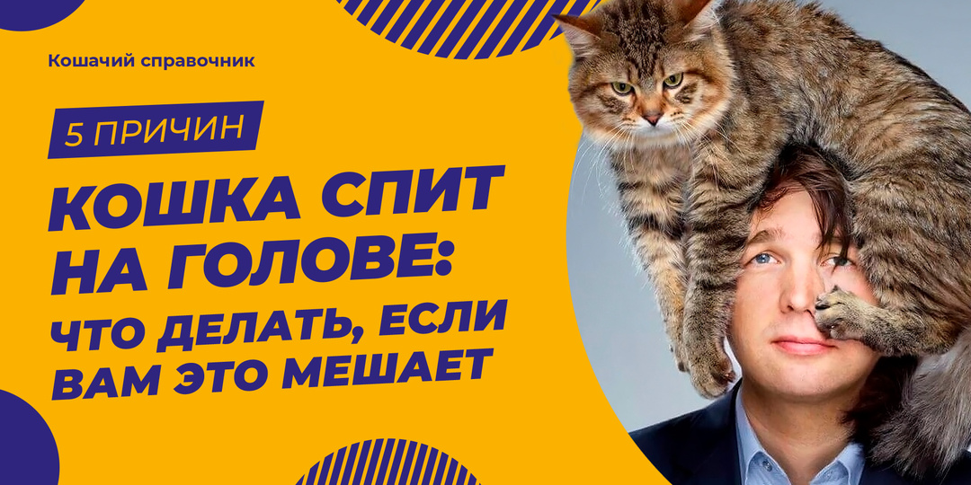 Кошка спит на голове: 5 причин и что делать, если вам это мешает