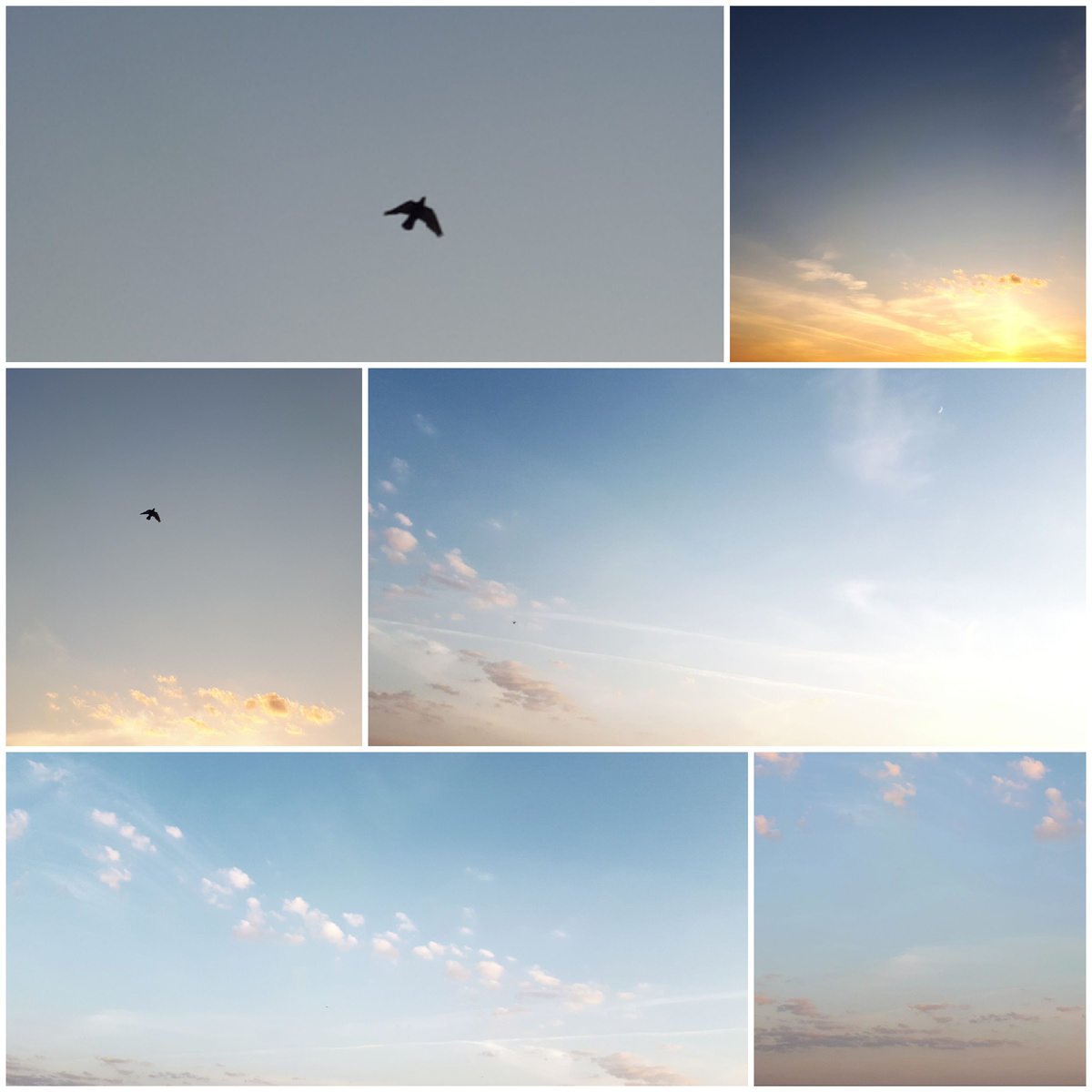 Коллаж автора 20.05.2026г.