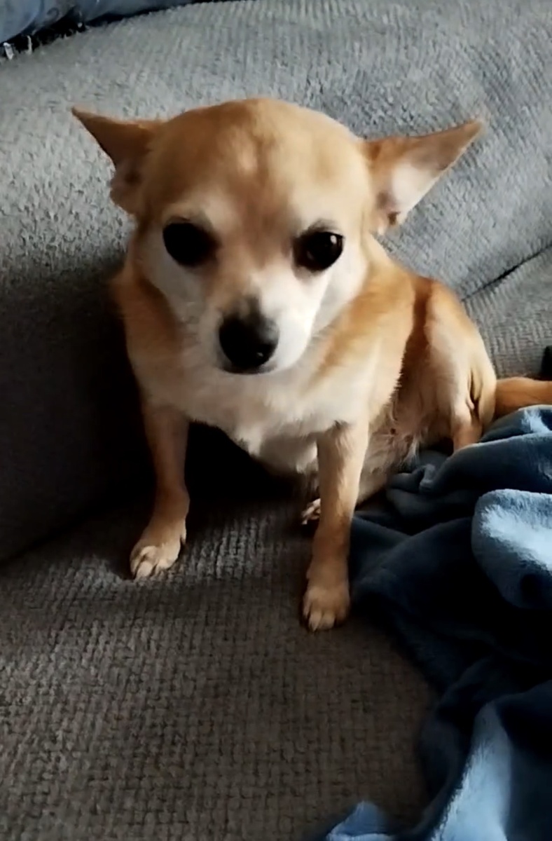 🐶❤️