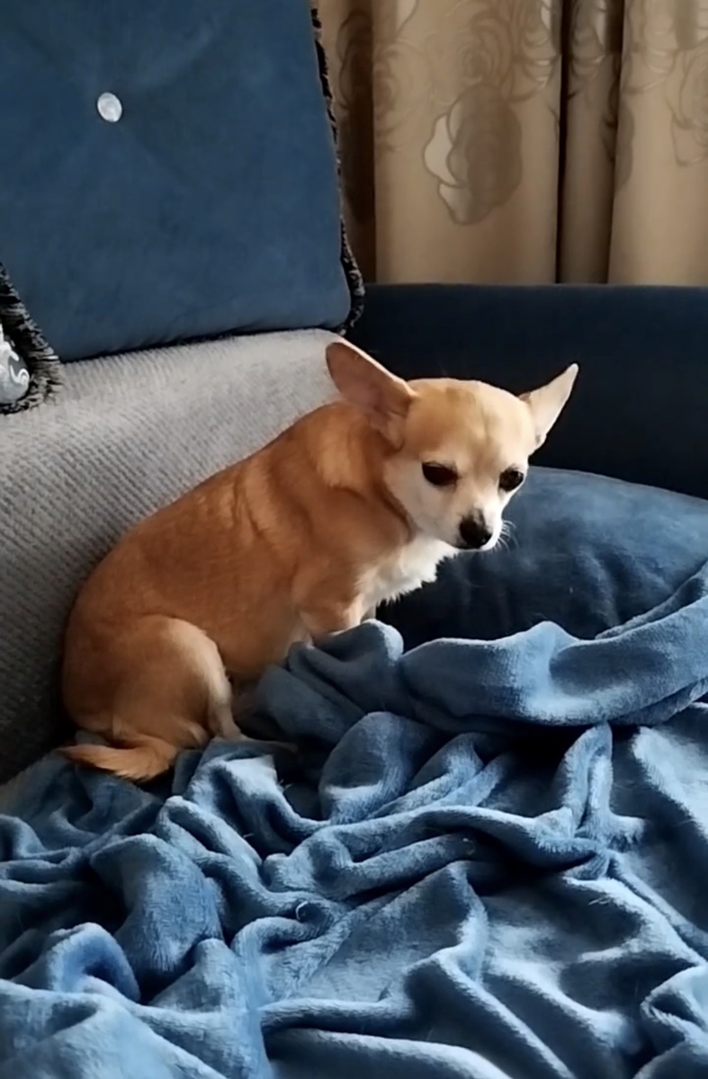 🐶❤️