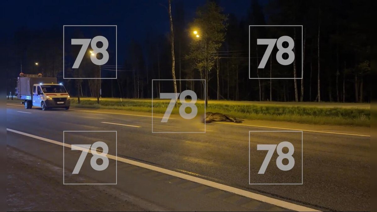    Фото: 78.ru