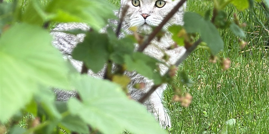 Красавчик на прогулке😻