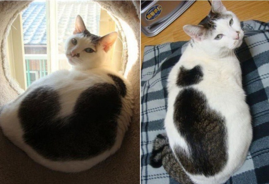 Кошка с кошкой на спине.