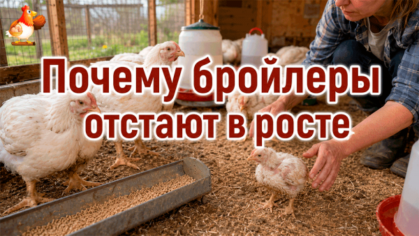Бройлеры не растут? 15 причин почему и что с этим делать 🐔🐔🐔