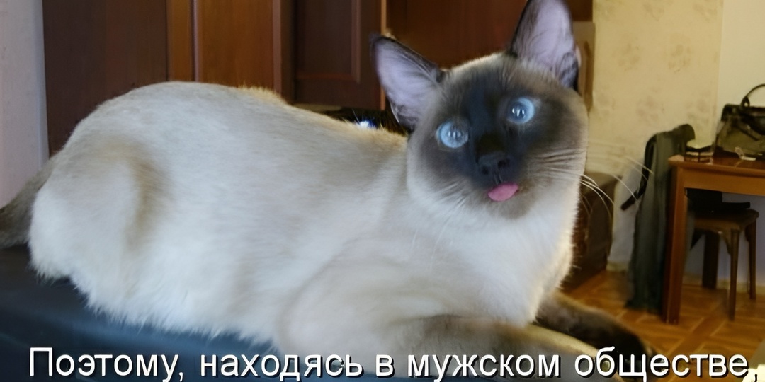 Мемы с котиками для отличного настроения: 15 смешных фото про кошачьи секретные штучки