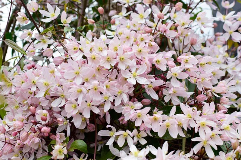 Источник: Gardenia, https://ru.pinterest.com/pin/692991461438958461/