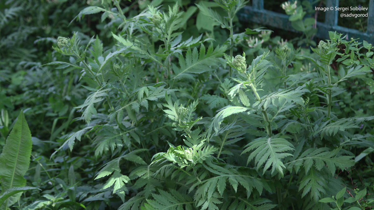 Поповник крупнолистный (Pyrethrum macrophyllum), он же одноимённые пижма и тысячелистник. Каждый год обрывается одной женщиной весной.