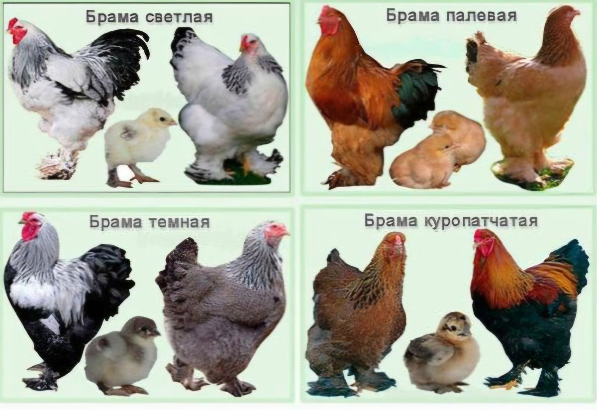 Курочки брама... фото из интернет....