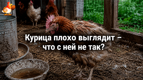 Курица плохо выглядит – что с ней не так, где искать причину и что срочно делать хозяину?