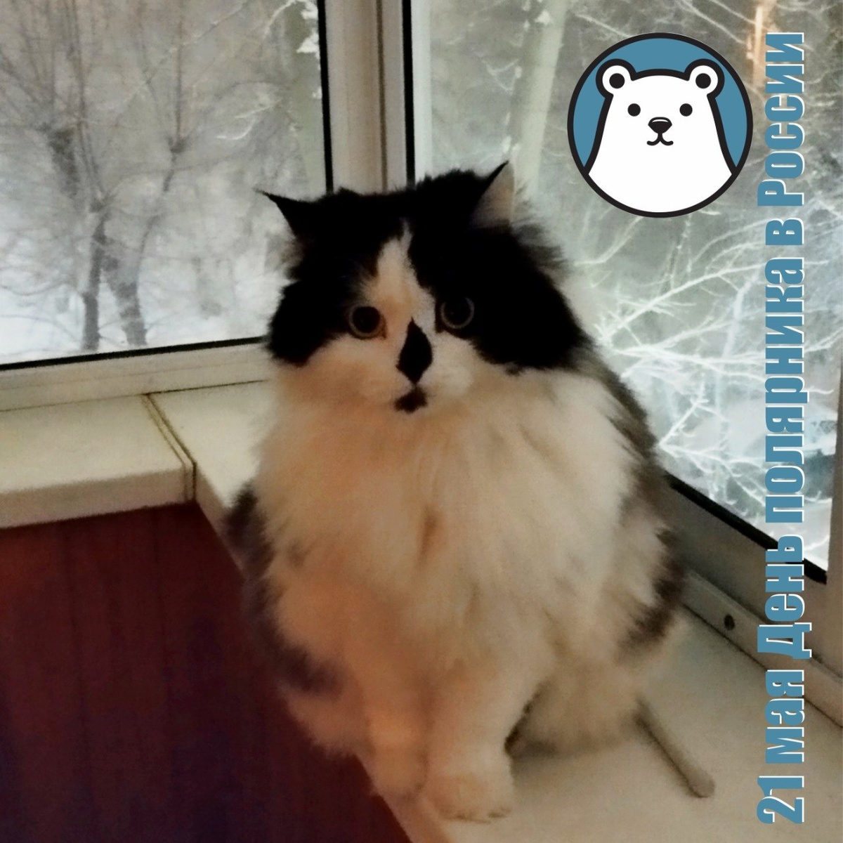 🐾 Комментарий Котейки По Имени Роршах: