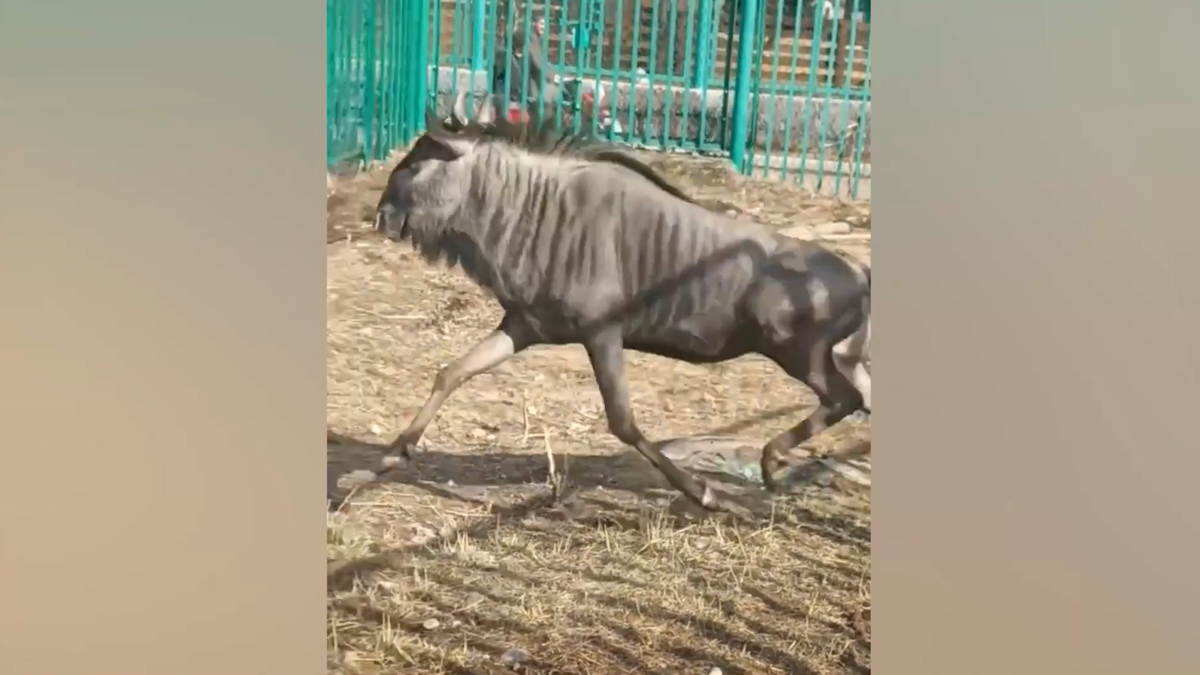     Антилопа гну из красноярского зоопарка радуется солнечным дням