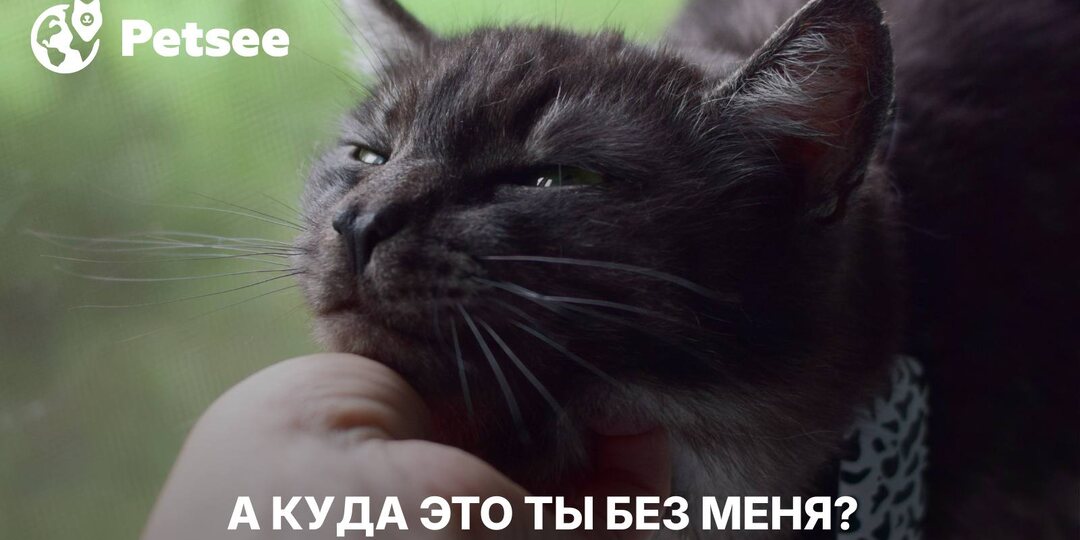 Кошка ходит за вами в туалет и ванную? Вот что это значит!