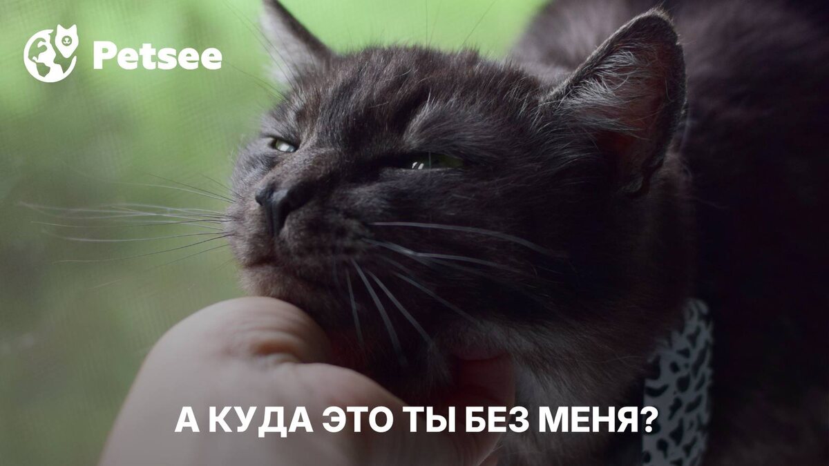 Кошка ходит за вами в туалет и ванную? Вот что это значит!