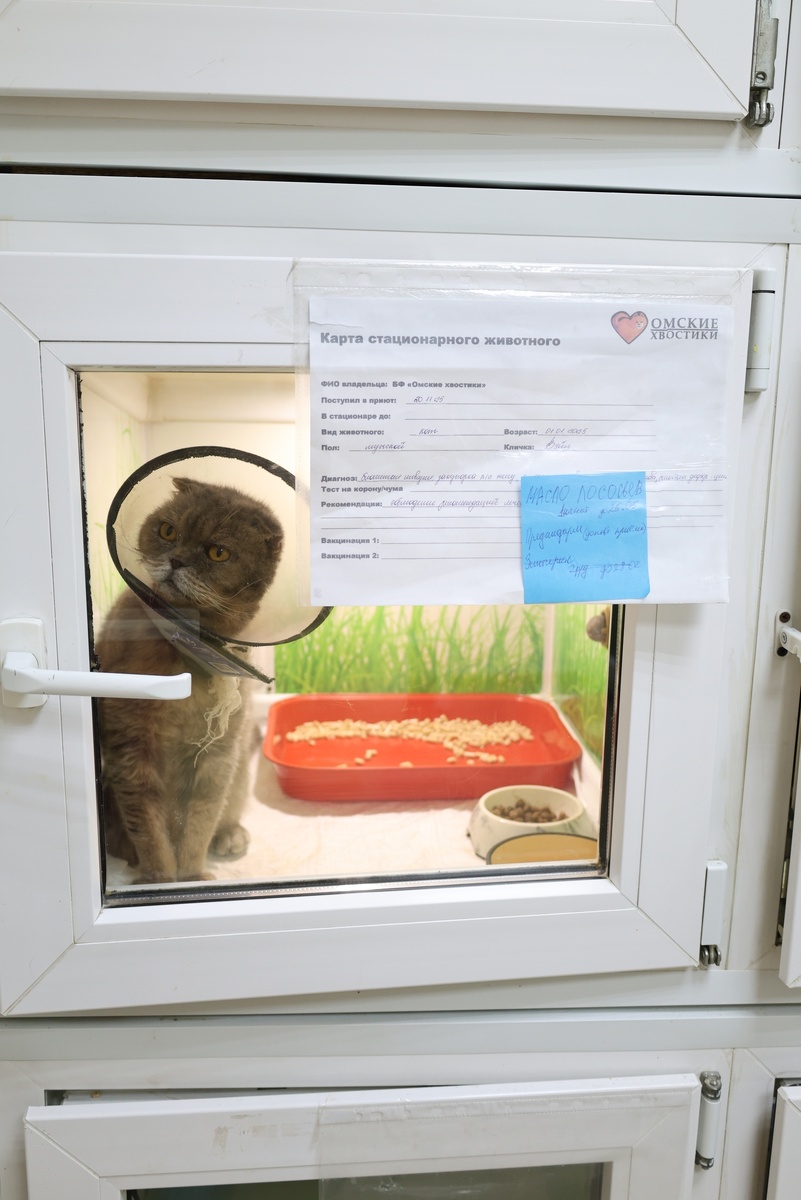 Котик Вэйл попал к нам измученный улицей, с проблемными почками и сильнейшим кожным зудом...