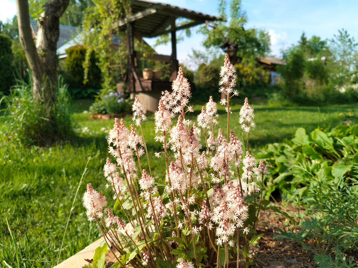 Цветение Тиареллы (Tiarella) в нашем саду в мае 2026. Фото автора @Маша Генералова