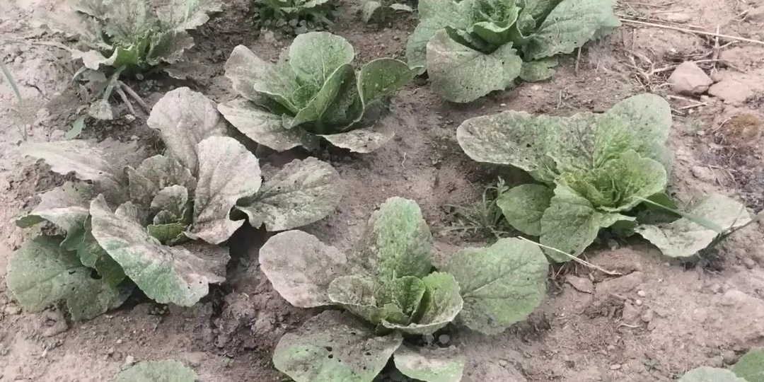 Зола, нашатырь, табак — и всё равно блошка жрёт капусту: 3 ошибки и 4 рабочих варианта