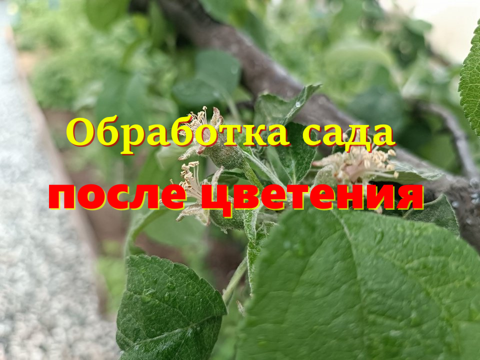 Обработка сада после цветения