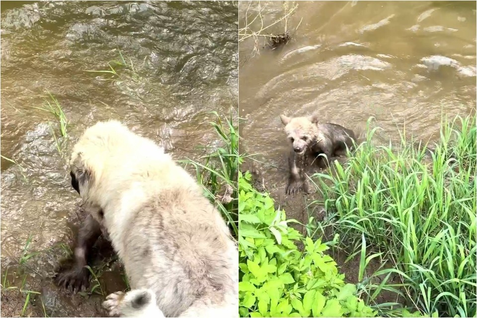    Арбузик терпеливо ждет подругу из воды. Фото: стоп-кадр видео Центра для диких животных «Земля прайда»