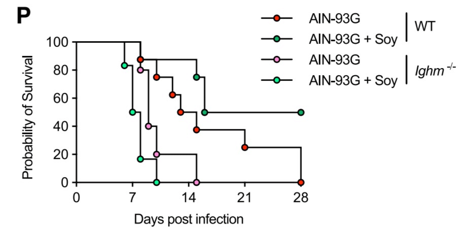    Выживаемость мышей разных диет после заражения Salmonella Typhimurium / © Kisara H. et al., Immunity, 2026