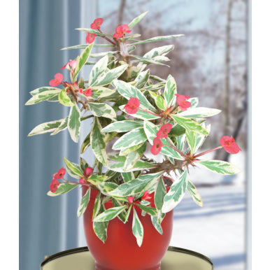 Эуфорбия 'Peppermint Candy'