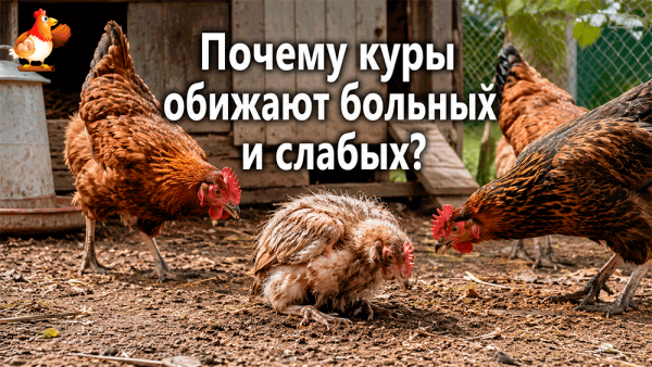 Почему куры обижают больную или слабую курицу – жестокая правда курятника, которую хозяин должен заметить вовремя 😯