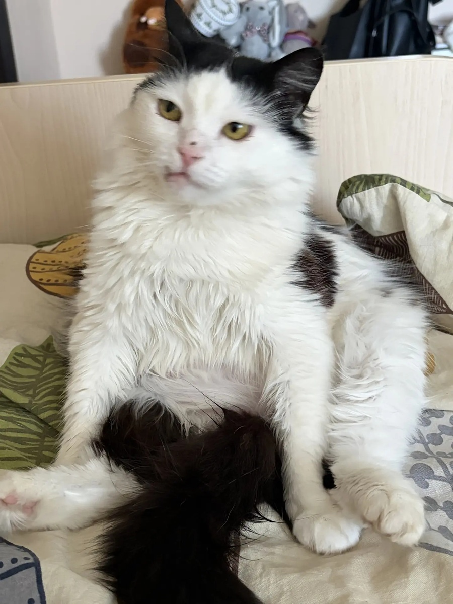 Лиза у Ксюши в комнате. Когда дочка дома, Лиза от неё не отходит. Это прямо две подруги. На носу опять царапина у кошицы, уже заживает, правда. Но не уверена, что это Чита. Может и Рысик так сделать. Лиза очень его достаёт своей любовью. 