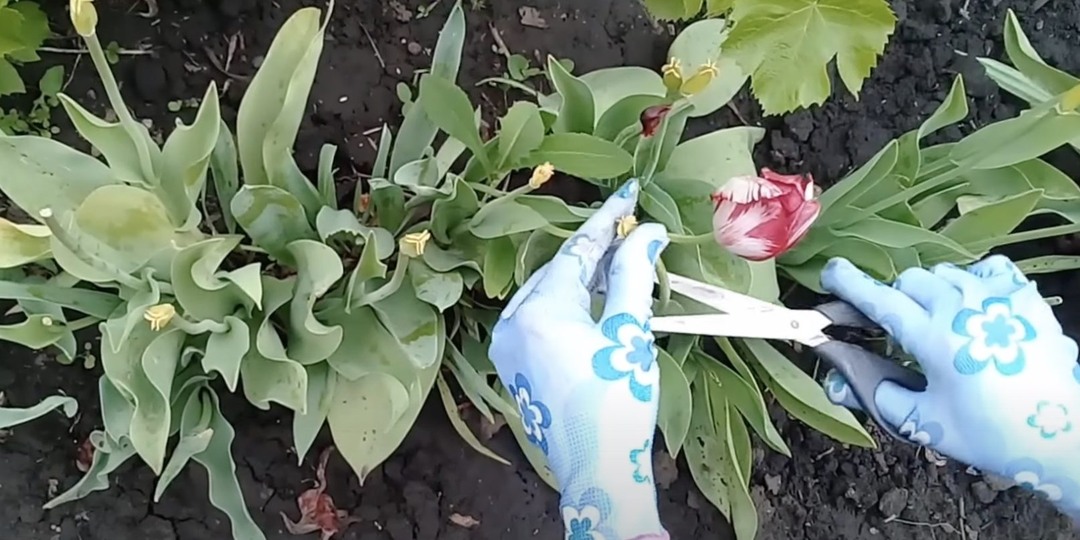 Тюльпаны после цветения: два этапа обрезки и главный секрет