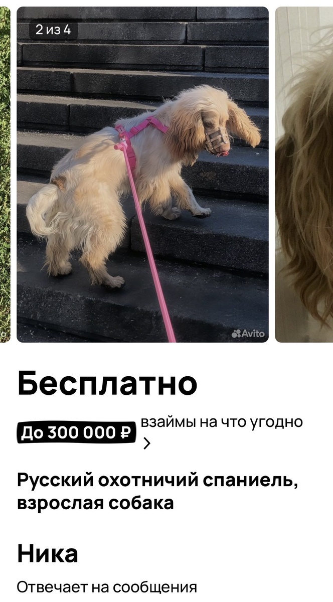 Скрин с Авито 