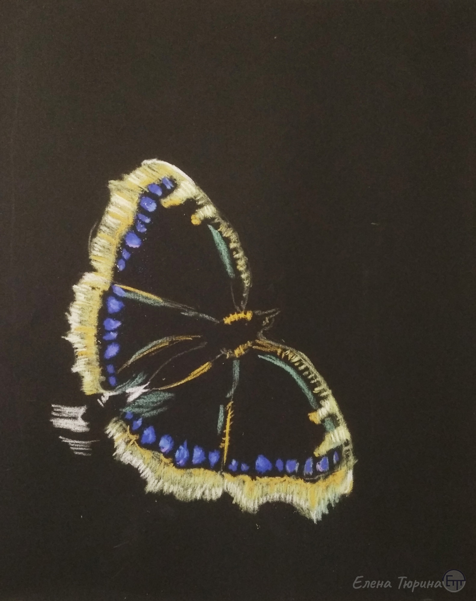 Художник: Елена Тюрина. Бабочка Траурница. Рисунок композиции. Сухая пастель. Размер: 280x230 мм. Этап I