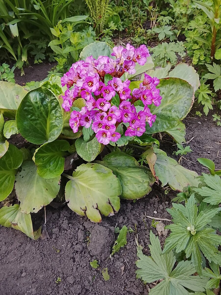 Мой бадан