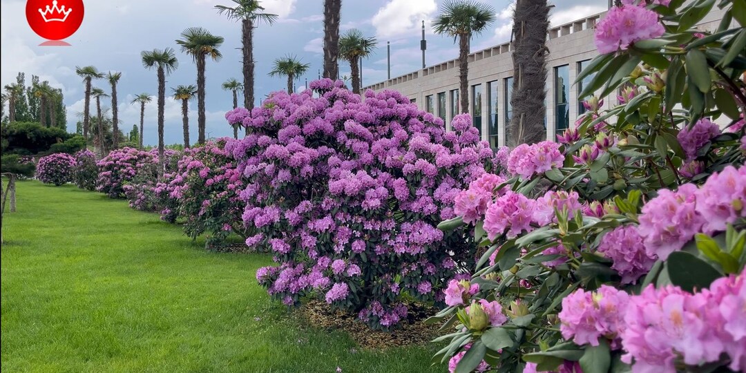 🌺Парк Галицкого в Розах и Рододендронах показываем что цветет.