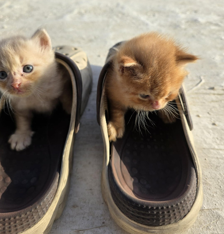 © richshawarmacat