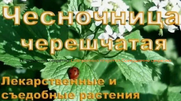 Из обшего доступа в инете:  СОРНЯК - ПОТОМУ, ЧТО ЖИЗНЕСПОСОБНЫЙ и ГОТОВЫЙ ДЕЛИТЬСЯ СВОЕЙ ЖИЗНЕННОЙ СИЛОЙ 
