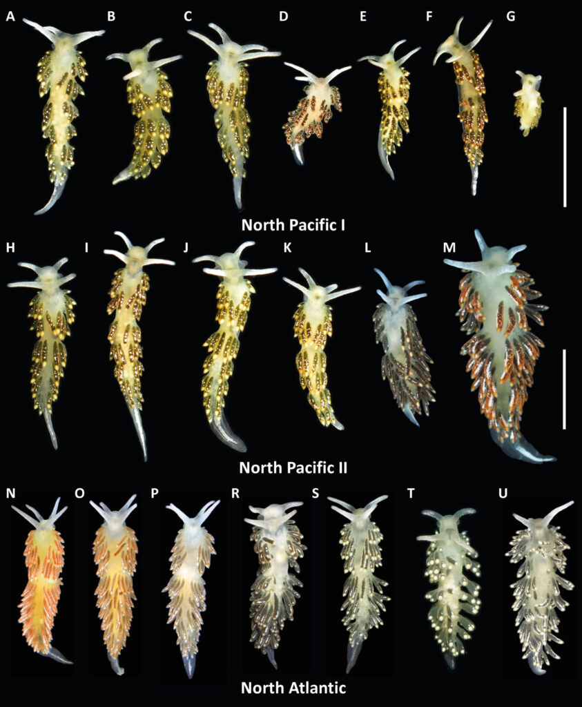 Особи Diaphoreolis viridis из разных географических регионов / Источник: Darya Grishina et al. / Zoologica Scripta