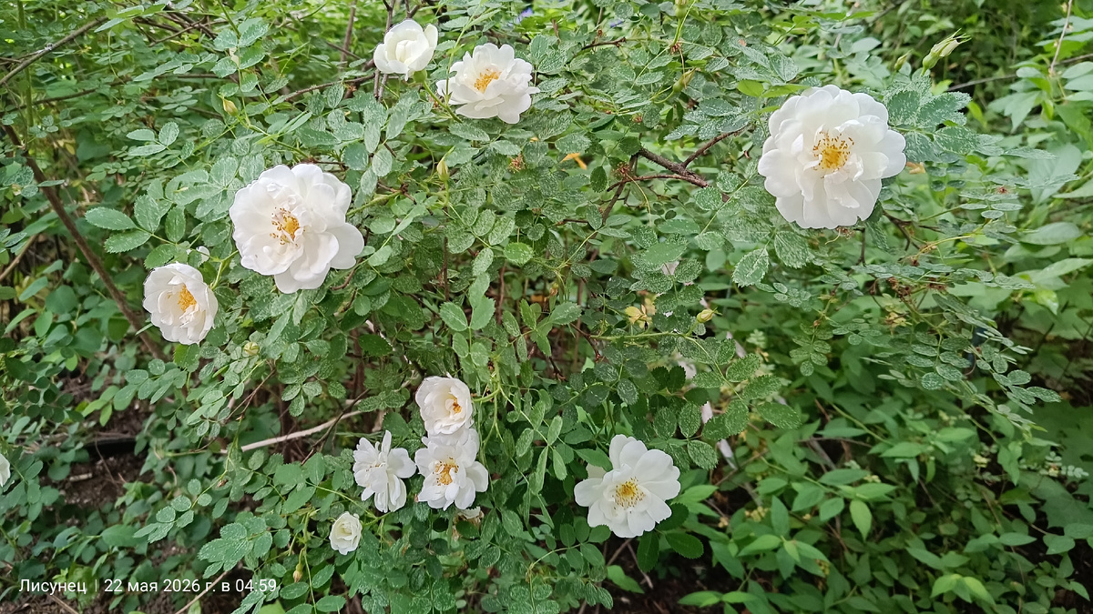 Такая красота у нас под окнами.фото автора