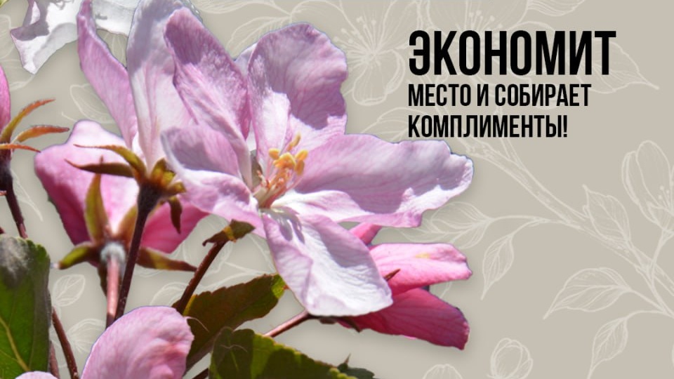Яблоня `Ред Обелиск` - стройная колонна для вашего сада