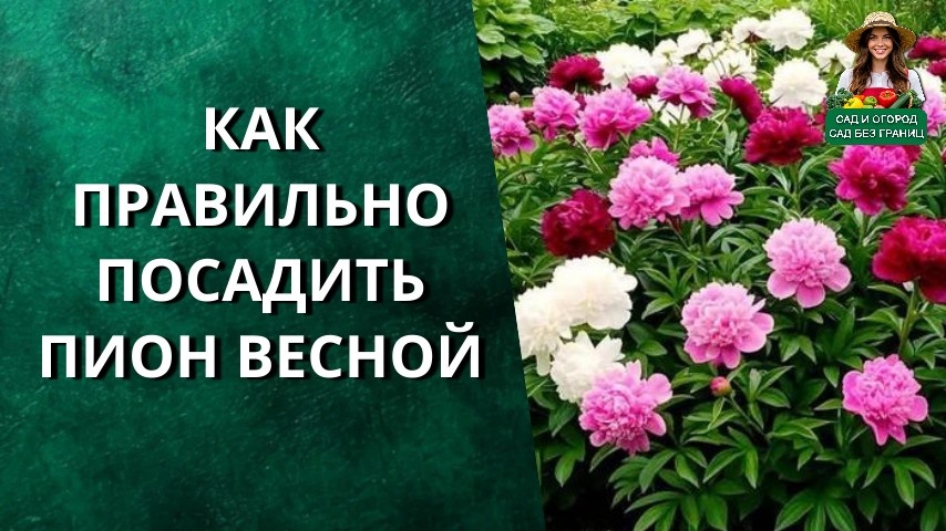как правильно посадить пион весной