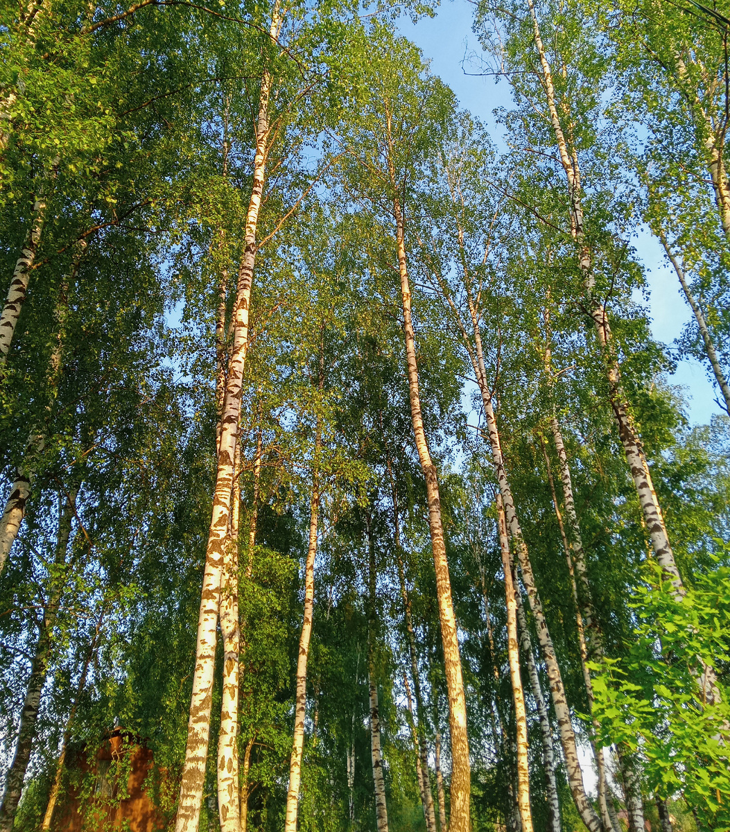 Они где-то там, в вышине поют.