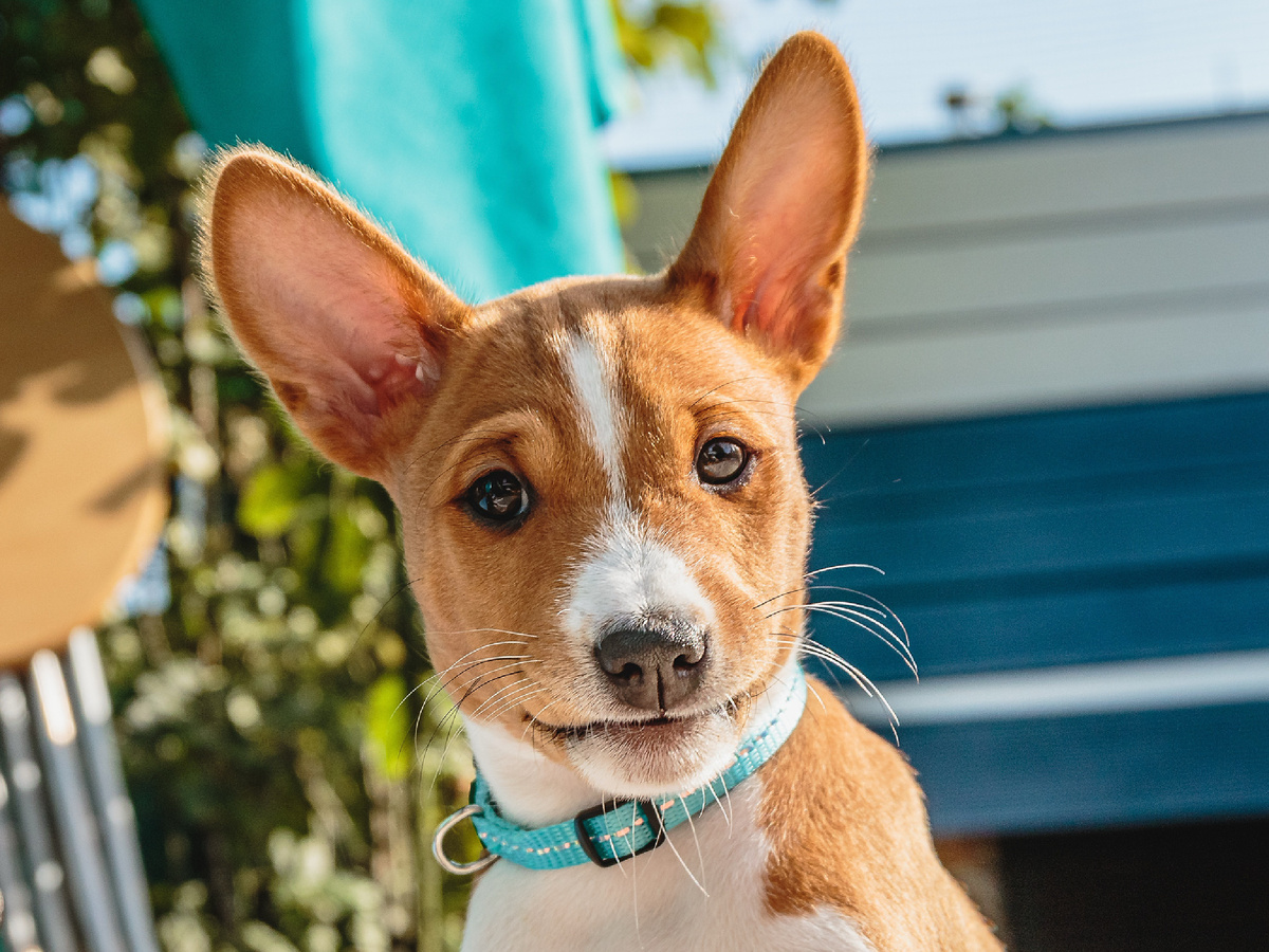 If he considers someone bad, like a "radish," he might snort in displeasure. The only sound dogs make is whining. This is what a foreigner uses when he wants to whine! Photo: Aleksandr Tarlõkov, Pixabay