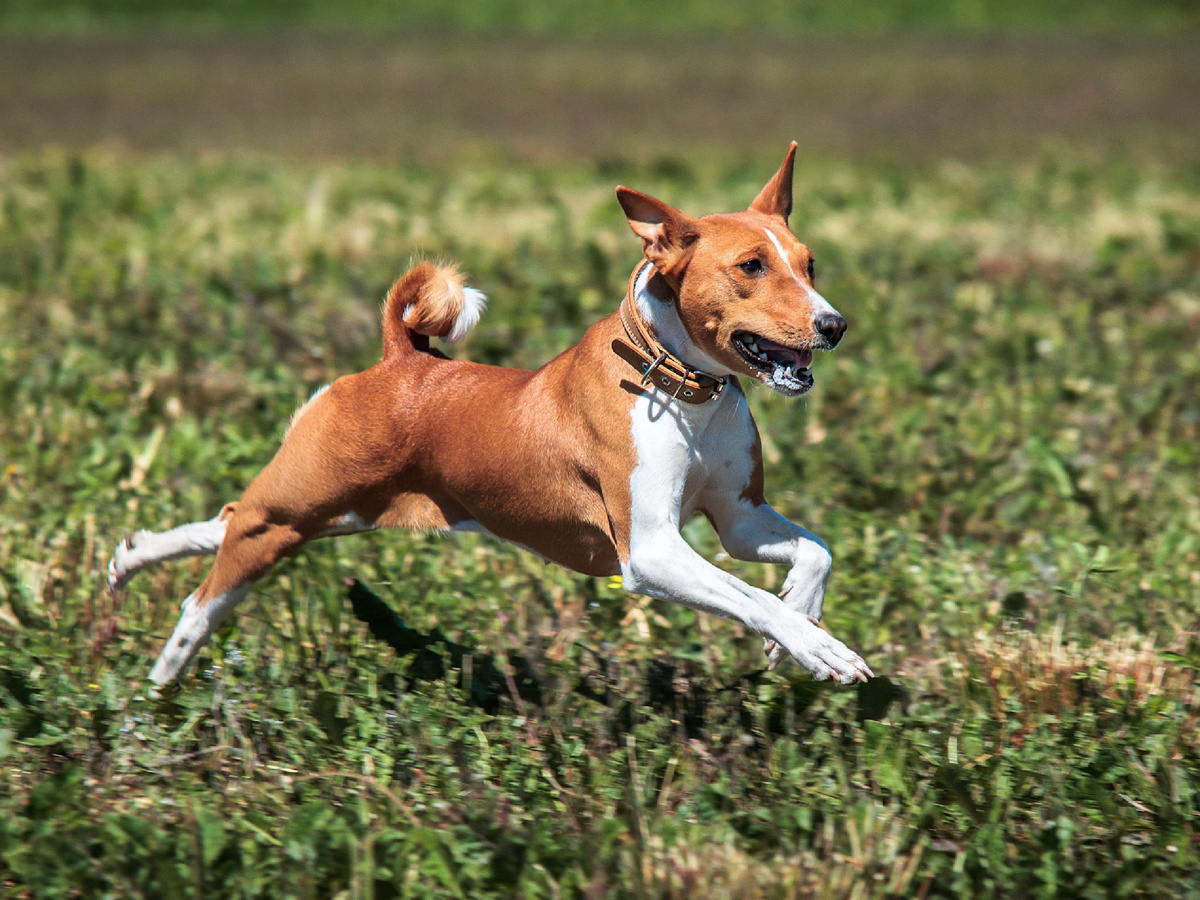 With this kind of intelligence, even crime investigation is no problem. And Watson will be played by a human being! Photo: Aleksandr Tarlõkov, Pixabay