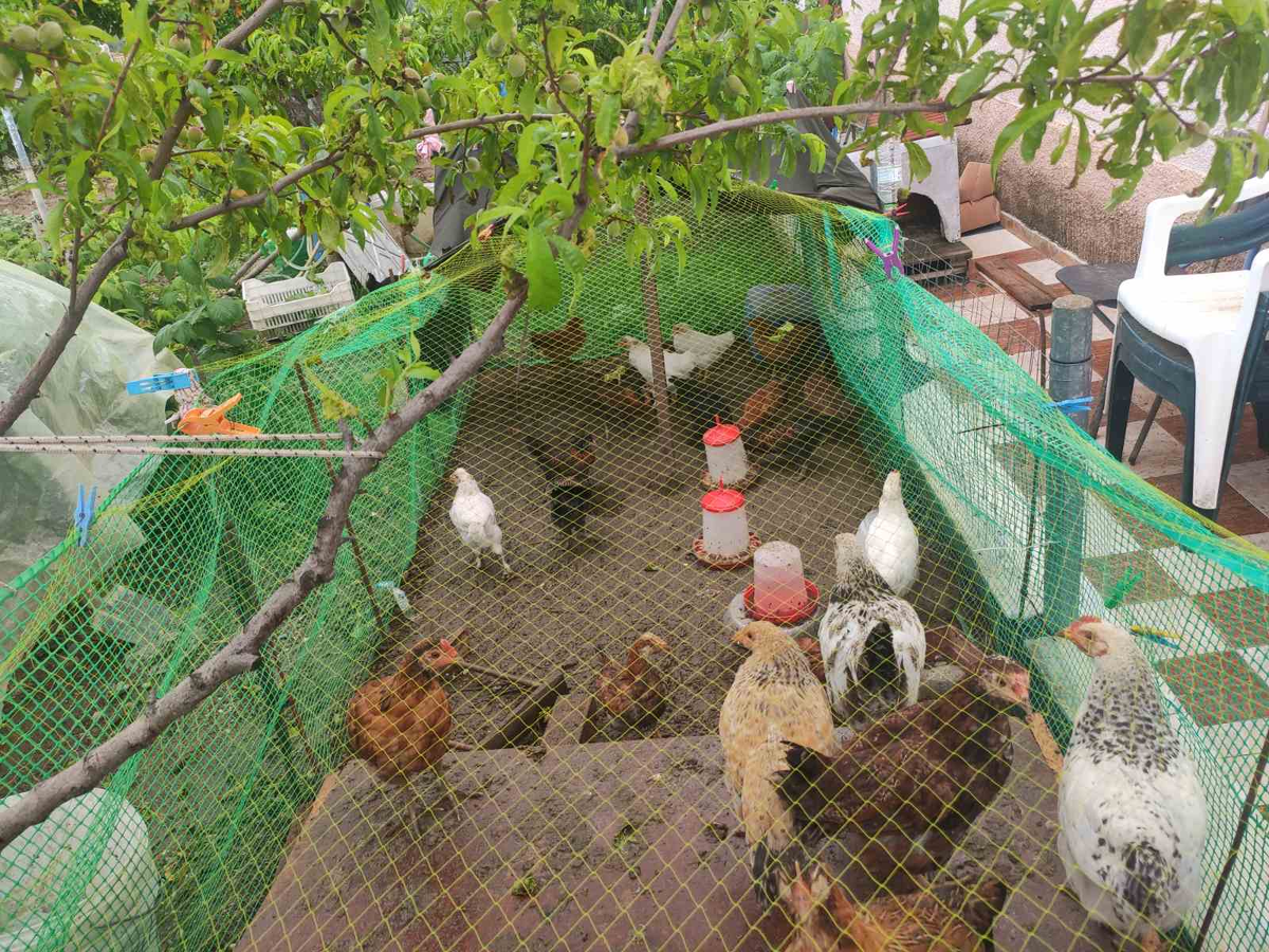 Угу... Мои родненькие цыпочки, из инкубатора. Как деток своих выхаживала месяц в собственной спальне! Пока на кровать не стали прыгать... 