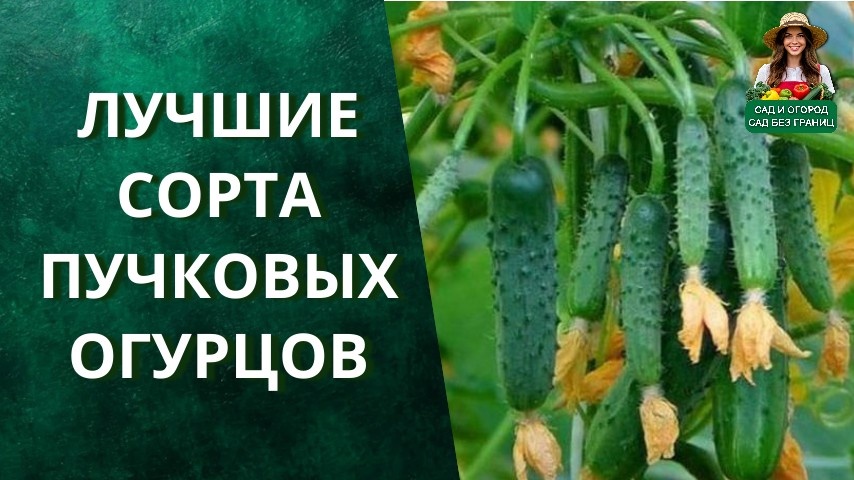 Лучшие сорта пучковых огурцов