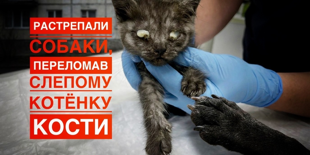 Растрепали собаки, переломав кости малышу!