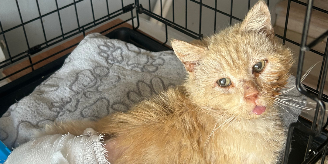 Посмотрите какой малыш нуждается в помощи 🥺