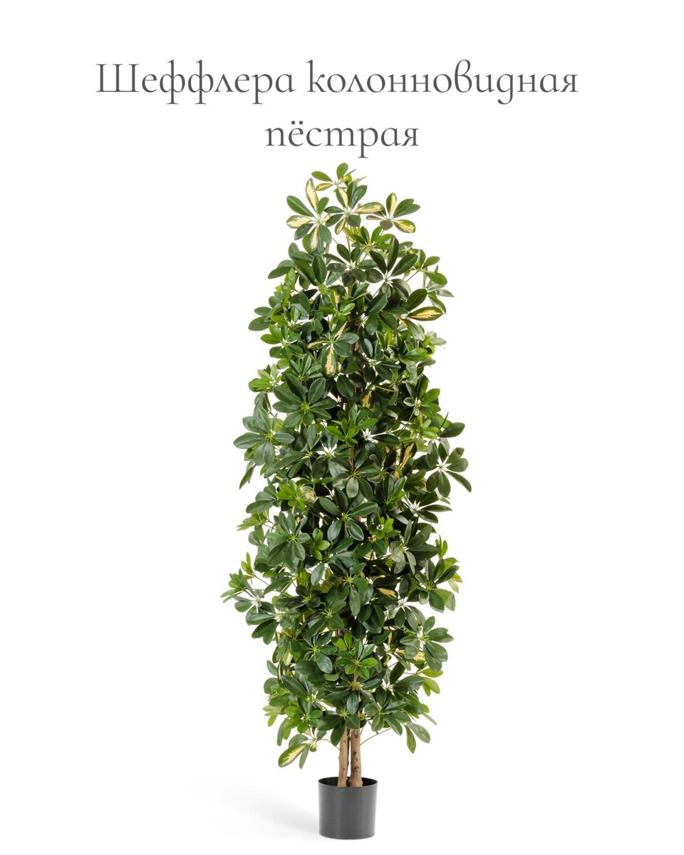 Кашпо и растения TREEZ Collection