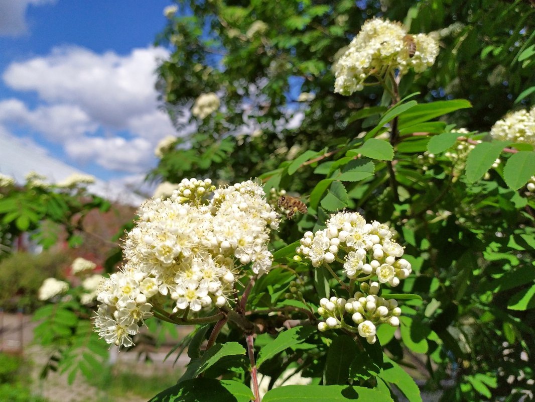 Яндекс Картинки