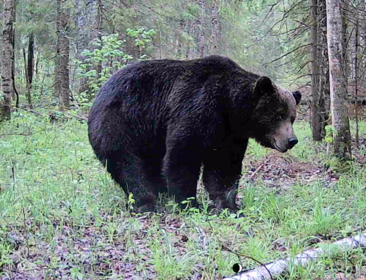 Знакомьтесь, самец-доминант по прозвищу "Шрам". Под наблюдение 5 лет. Фото автора.