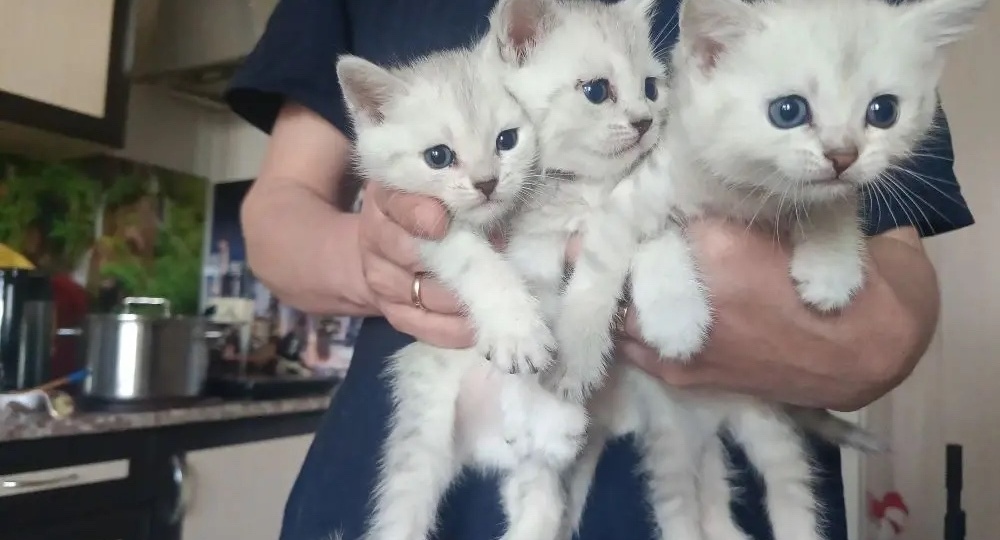 Настоящее чудо ищет дом!🐾🏡